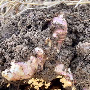 【土付きでお届け！】菊芋 500g～ 紅菊芋 きくいも 栽培中農薬不使用 