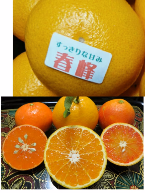 よくばりお味見【DXコラボ】春峰＋あすみ＋タロッコオレンジ＋レイコウ  