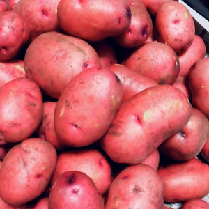 新じゃが インカルージュ 3.8kg