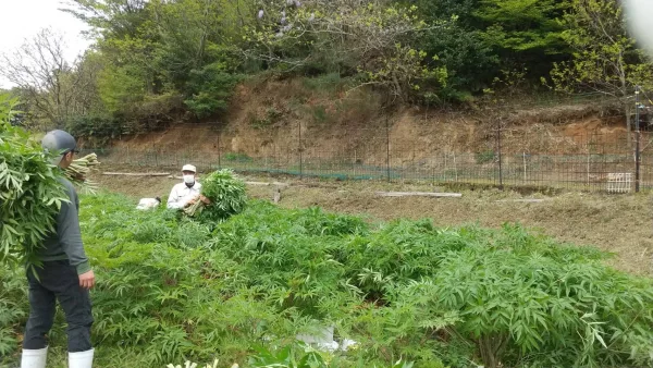 送料無料 「神の草 日本山人参茶」小｜お茶の商品詳細｜ポケット