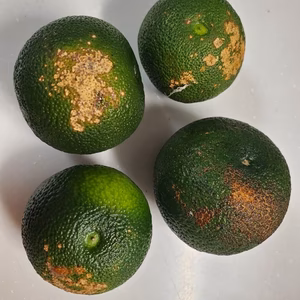 【特別価格】露地栽培　へべす　訳あり品　約1.8キロ