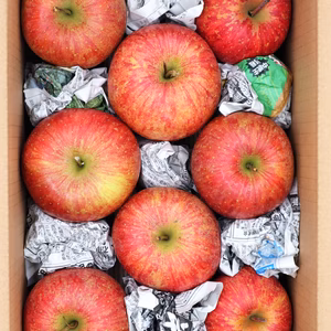 【家庭用】蜜入り【サンふじ】5キロ10キロ