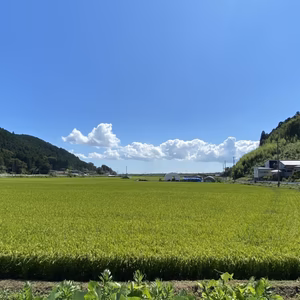 【令和6年産】【石巻産】『あかまのもち米』～みやこがねもち10㎏～