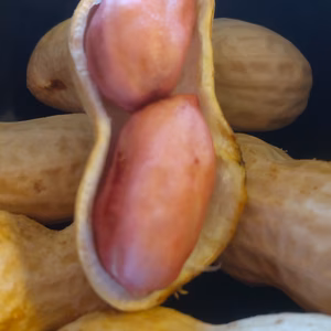 色付きゆで用落花生「はついろ」2キロ