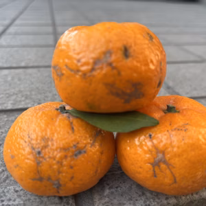 世界一小さいみかん　桜島小みかん 【御自宅用12月出荷)