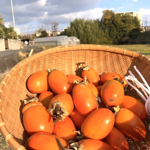 限定販売！マンションでも作れる！吊るし柿 干し柿用の「渋柿20個」セット