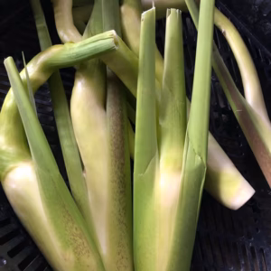 ＼今が旬／マコモタケ（新潟県魚沼産）