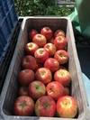 【贈答用】 シナノスイート シナノゴールド 詰合せ 約3kg～ 信州りんご