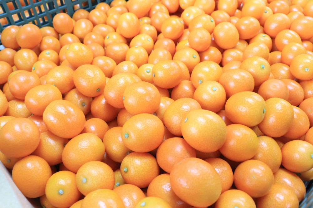 L金柑 1kg〈中キズ有り〉そのままカブっと！絶品フルーツキンカン