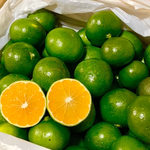 青い季節を感じる摘果ミカン(2kg)、もちろん農薬不使用！