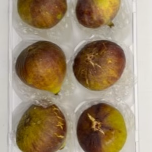 本日の朝市❗️ブリジャソットグリース(小)