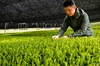 令和2年新茶！杉山貢大農園の高級品種さえみどりの被せ煎茶「貢大」30g