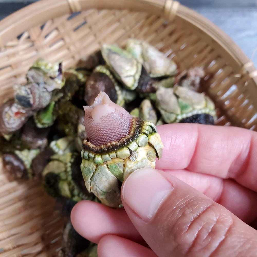 【カメノテ/ボイル】深島の幸＊ボイル済み冷凍カメノテ