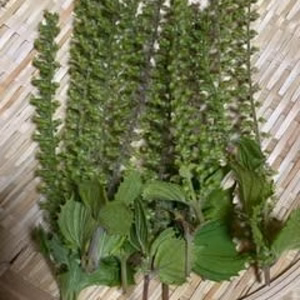穂じそ