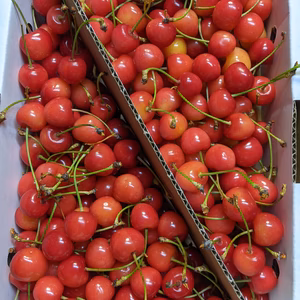 さくらんぼ紅秀峰規格外