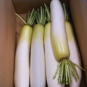 青首大根