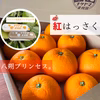 【2月中旬発送】紅八朔(べにはっさく)3.5kg前後 8〜11玉入　Lサイズ以上