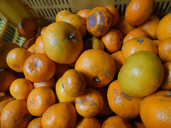 【訳あり 大玉多め】【家庭用】大玉なのに甘くてジューシー♪