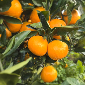 イチオシ　完熟ゆら早生　とろとろの食感と甘すぎない甘さ