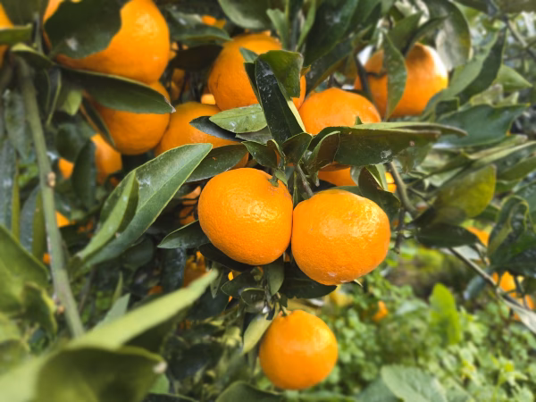 イチオシ　完熟ゆら早生　とろとろの食感と甘すぎない甘さ