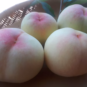 ☆7月下旬~発送(クール便)クイーンピーチ「和歌山の清水白桃」