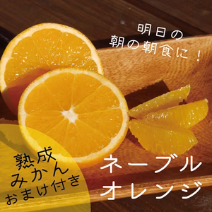 明日の朝の朝食に！ネーブルオレンジ2kg＋熟成みかんのおまけ付き