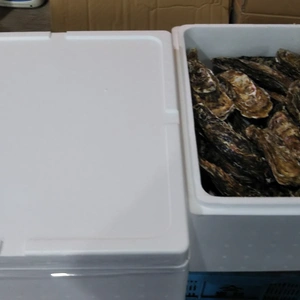 送料シェア　バラ牡蠣７ｋｇ　２箱セット