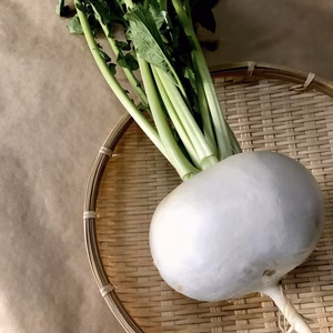 発送開始！クール便☆お料理上手さんへ湖国の聖護院かぶ