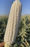 希少品種　白いとうもろこし　【雪の妖精】