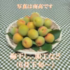 豊かな自然の中で育てました　青梅（南高ほか）L～２Lサイズ（２kg～）