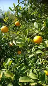 大ちゃんの畑！春柑橘よくばり家庭用詰め合わせ3㎏セット
