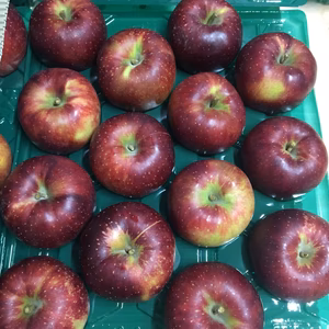 長野県中野市産 秋映 家庭用10キロ