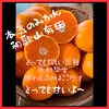 ✩数量限定✩ 有田みかん ミカン（木村早生)