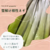 雪解け根性ネギ