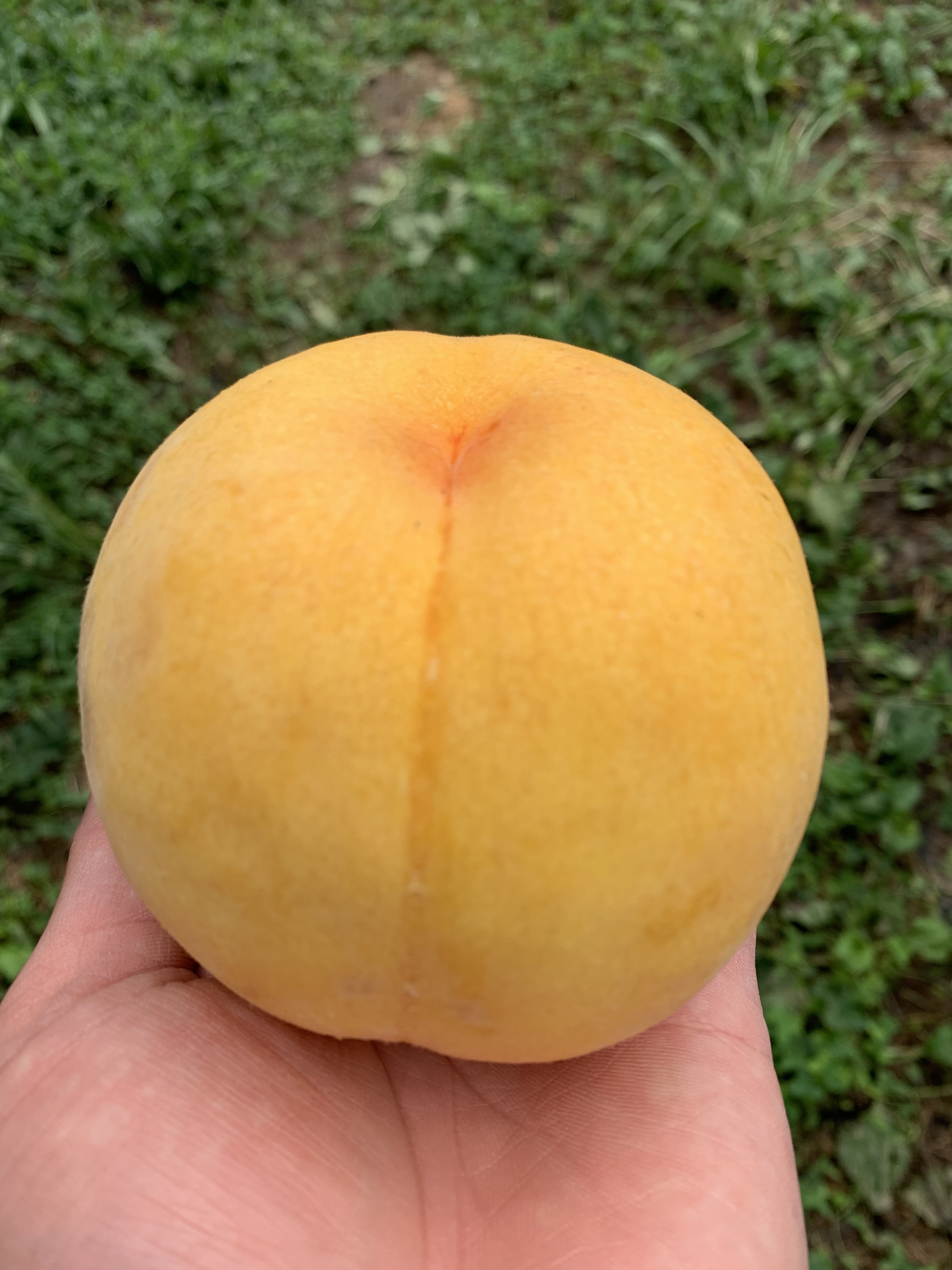 予約分発送後[まるでマンゴー!?]ゴールデンピーチ 1.5kg(3-6玉)