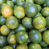 9月24日限定　青みかん　2kg