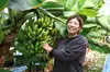 [農薬・化学肥料栽培期中不使用]たかきのバナナ贈答用　5本セット約1kg前後