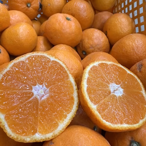 ⭐︎希少⭐︎木村早生⭐︎甘みが強く新食感⭐︎サイズ不揃い