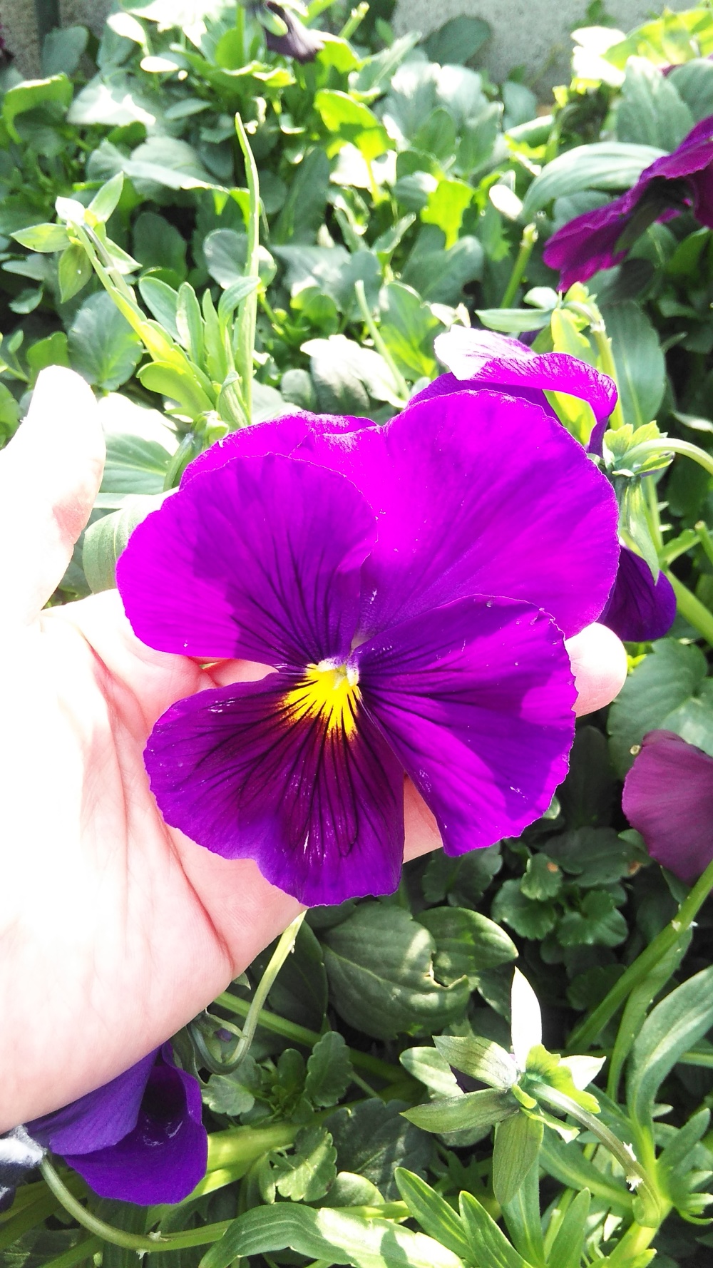 エディブルフラワー Mixセット 淡路島よりawajichorrorgarden 農家漁師から産地直送の通販 ポケットマルシェ