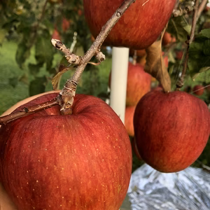 《特価》甘い♪希少【あいかの香り】
