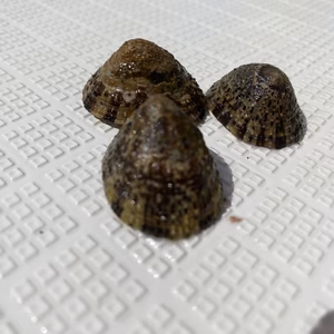 貝3種のセット