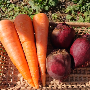 ビーツと人参のセット 農薬化学肥料不使用 