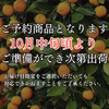 予約品 みかん【品種 ゆら 】  訳ありみかん 西浦みかん 由良みかん