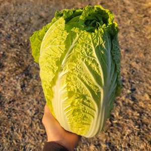 ぎゅぎゅっとミニ白菜　群馬県産
