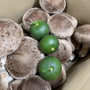 【5周年福袋】　肉厚椎茸大1kgすだち3個付クール送料込み北海道、東北、沖縄以外