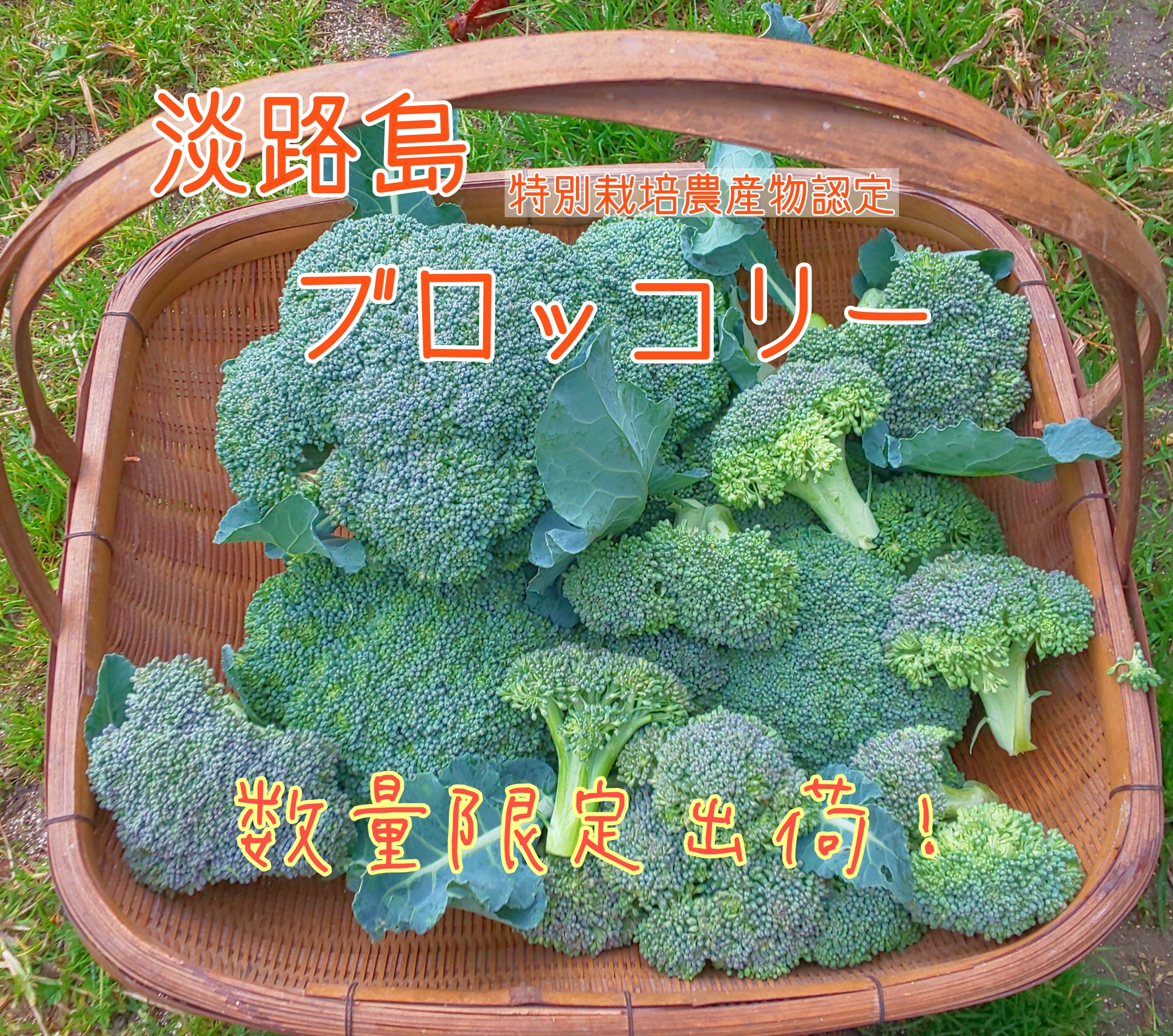 淡路島ブロッコリーミックス 農家漁師から産地直送の通販 ポケットマルシェ