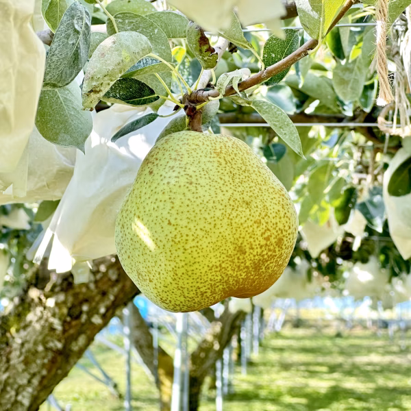 平棚栽培で袋をかけ大事に育てたラ・フランス