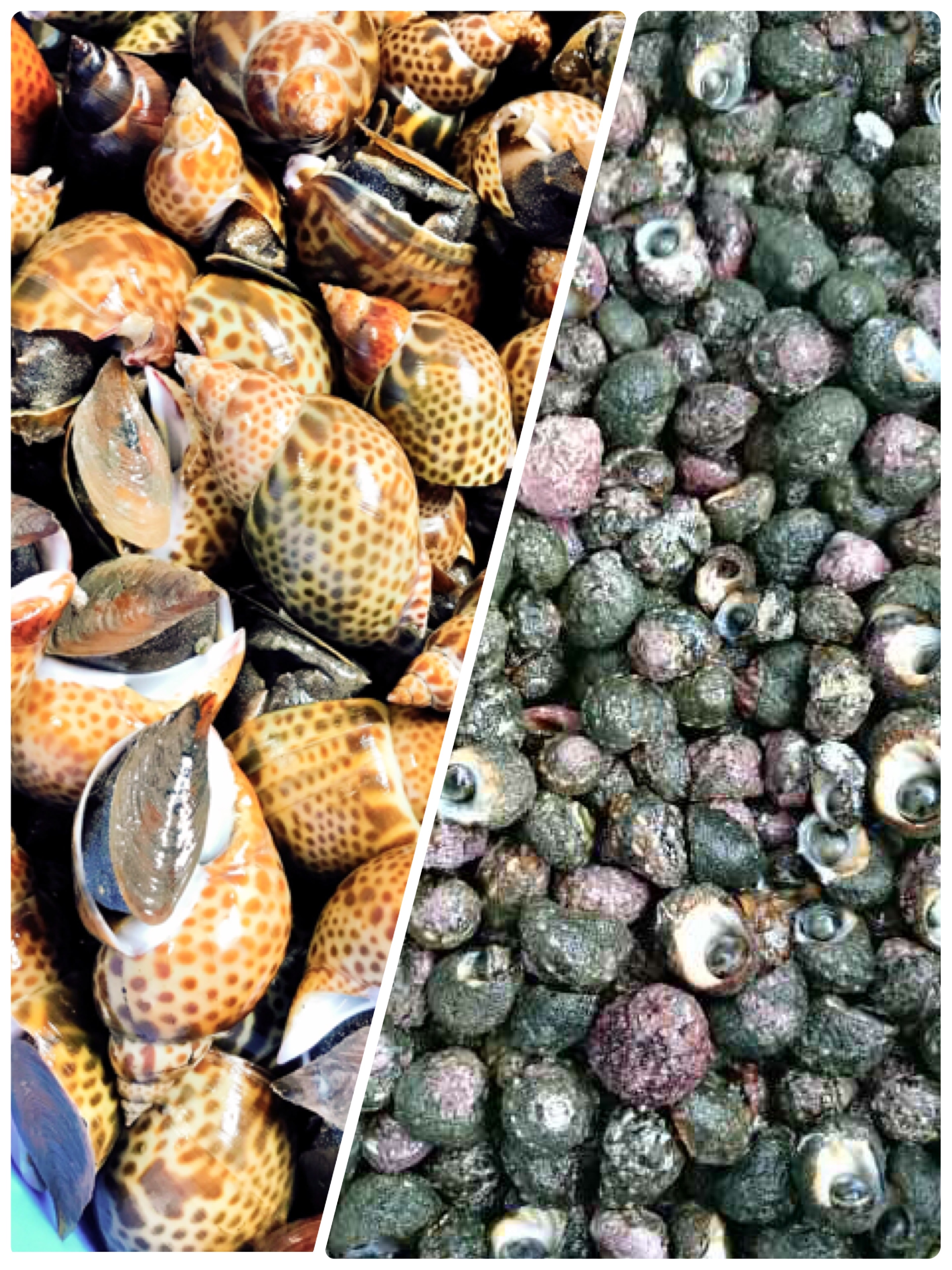 欲張りさん寄っておいで バイ貝とビナ貝の食べ比べ 農家漁師から産地直送の通販 ポケットマルシェ