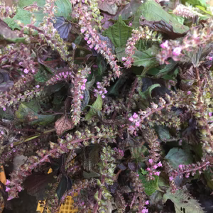 有機ＪＡＳ　赤しそ穂