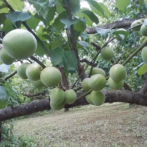 予約【青梅】五城梅(L～2Lサイズ)5kg和歌山産「冷蔵便」